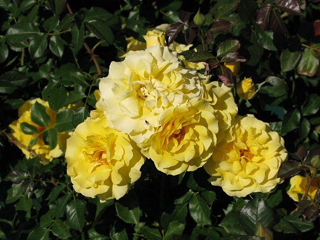  photo SparkleandShineatfarmsupplyIMG_0851_zpsb80f7a07.jpg